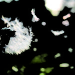 blowball-dandelion-dandelion-seed-54300