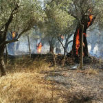 Zjarri-Bashbylyk-660×330