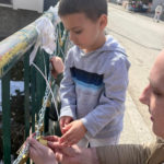 Ura e Plaves – Aksioni i vendosjes se drynave 3