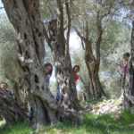 ulliri